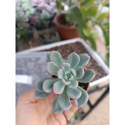 Pachyveria scheideckeri 5*5cm saksılı sukulent 