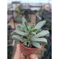 Carruanthus 5*5cm saksılı sukulent 