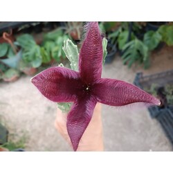 Stapelia grandiflora 
5,5 cm saksılı kaktüs 