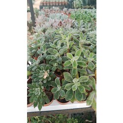 Echeveria pulvinata  5,5 cm saksılı sukulent 