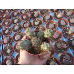 Tunilla chilensis

5,5cm saksılı kaktüs 