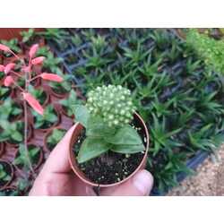 Crassula springtime 