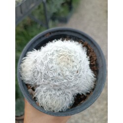 Mammillaria plumosa 9 cm saksılı kaktüs 