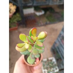 Crassula ovata minör 5*5cm saksılı sukulent 