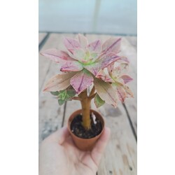 Aeonium leucoblepharum 5,5 cm saksılı sukulent 