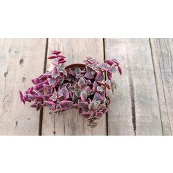 Crassula Marginalis Variegata 5,5cm saksılı sukulent 