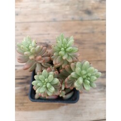 Pembe Sedum 9 cm saksılı sukulent (Sedum rubrotinctum)