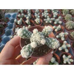 Mammillaria gracilis 5,5 cm saksılı kaktüs 