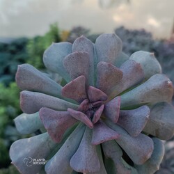 Echeveria cubic frost 5,5 cm saksılı sukulent 