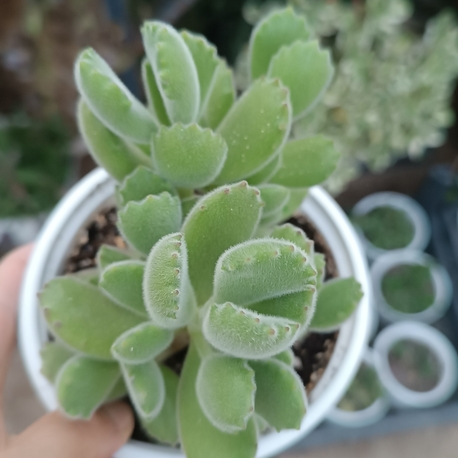 Ayı Pençesi Cotyledon tomentosa 12 cm saksılı sukulent 