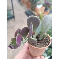 Senecio jacobsenii 5,5cm saksılı sukulent 