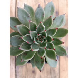 Echeveria agovaides 9 cm saksılı sukulent