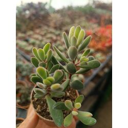 Crassula rogersii 5*5cm saksılı sukulent 
