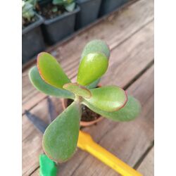 Crassula ovata (Hummel sunset)5*5 cm saksılı sukulent