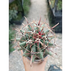 Ferrocactus 9 cm saksılı kaktüs