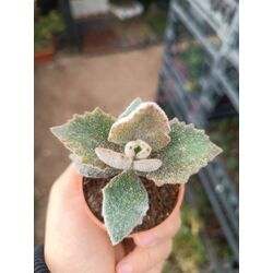 Kalanchoe beharensis 5*5cm saksılı sukulent 