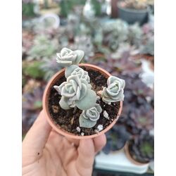 Graptoveria Lovely Rose 5,5 cm saksılı sukulent 