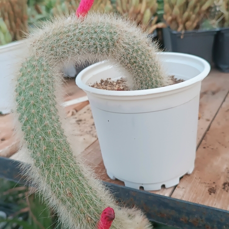 Maymun kuyruğu Hildewintera 12cm saksılı kaktüs