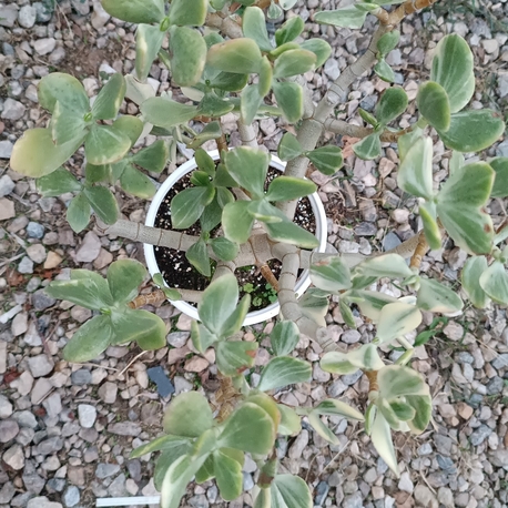 Crassula Ovata variegata 