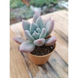 Graptoveria opalina 5,5 cm saksılı sukulent