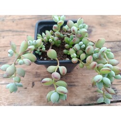 Cotyledon pendens 9 cm saksılı sukulent 