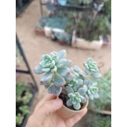 Sedum clavatum 5,5 cm saksılı sukulent