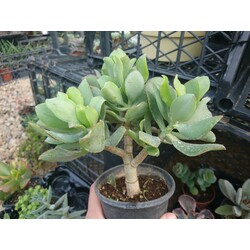 Crassula arborescens 9 cm saksılı sukulent undulatifolia 'kıvırcık para ağacı'
