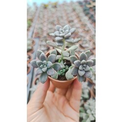 Graptopetalum mendozae 5,5 cm saksılı sukulent