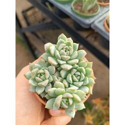 Echeveria prolifica 5*5cm saksılı sukulent 