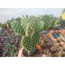 Opuntia microdasys

5,5 cm saksılı kaktüs 