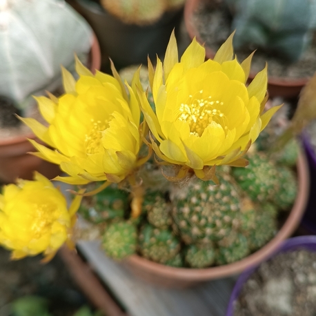 Lobivia Arachnacantha 13cm saksılı kaktüs 