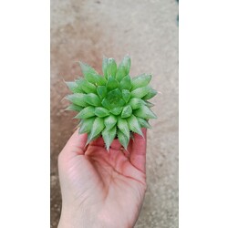 Hawortia cooperi 5,5 cm saksılı sukulent 