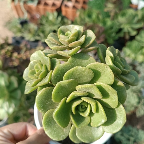Aeonium lily Pad 12cm saksılı sukulent
