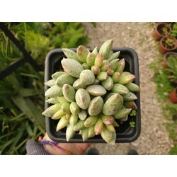 Adromiscus mammillaris 9 cm saksılı sukulent 