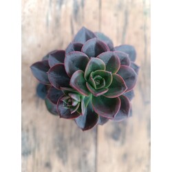Echeveria melaco 9 cm saksılı sukulent 