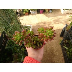 Sedum Rubrotinctum 5,5 cm saksılı sukulent 