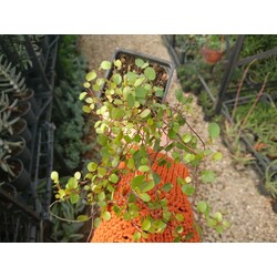 Avustralya Sarmaşığı Muehlenbeckia  9cm saksılı bitki