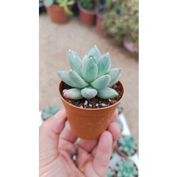 Pachyphytum hookeri 5,5 cm saksılı sukulent