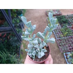Lampranthus deltoides 5,5 cm saksılı sukulent