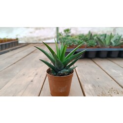 Hawortia Rigida 5,5 cm saksılı sukulent
