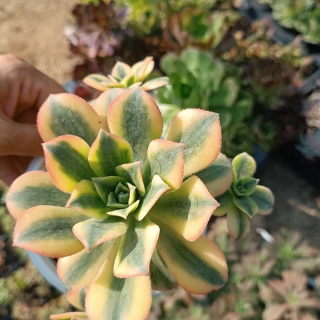 Aeonium Sunburst 12cm saksılı sukulent 