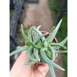 Bergeranthus 5*5cm saksılı sukulent 