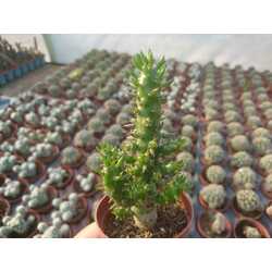 opuntia subulata
5,5 cm saksılı kaktüs