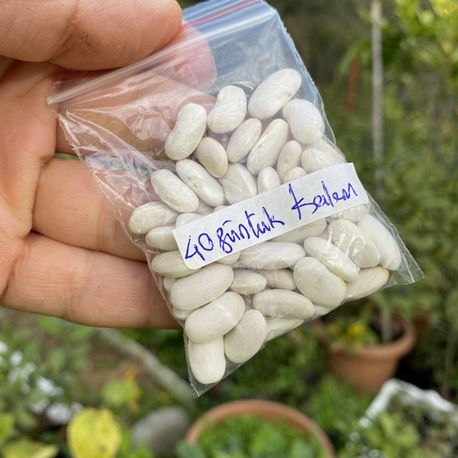 40 günlük kalem fasülye tohumu