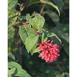 Cestrum elegans çiçeği