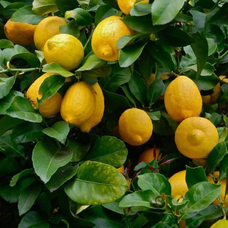 Ekşi yediveren köy limonu