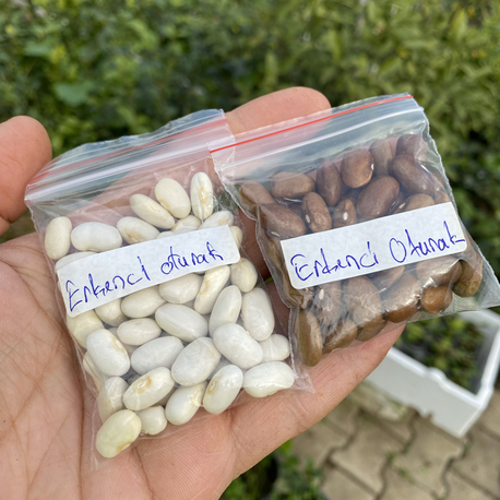 Erkenci oturak fasülye tohumu