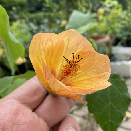 Görseldeki Gün Batımı Sarısı Abutilon Abutilon çiçeği