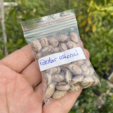 Perolar erkenci fasülye tohumu
