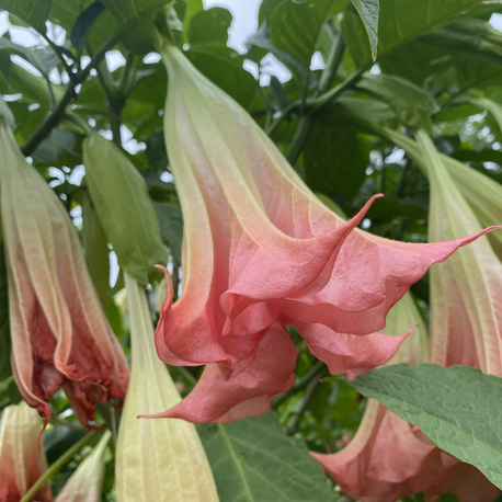 Pembe brugmansia çiçeği